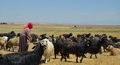 Yaylalarda emek dolu mesai: Berivanlar iş başında