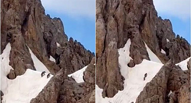 Yaz mevsiminde karlı dağlarda ayı sürprizi!