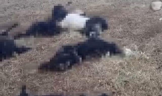 Yıldırım onlarca küçükbaşı telef etti