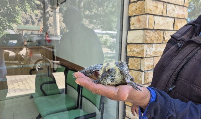 Yuvasından düşen yavru güvercin kurtarıldı