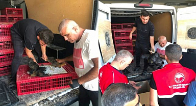20 aileye 440 kümes hayvanı desteği