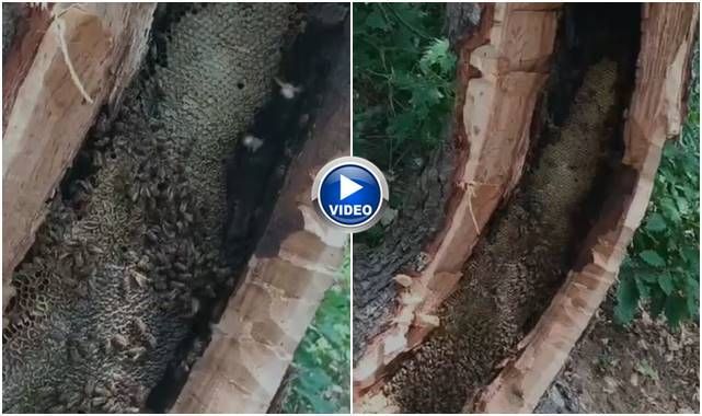 Ağaç kovuğundan kilolarca bal çıktı!