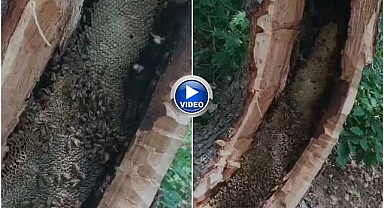 Ağaç kovuğundan kilolarca bal çıktı!