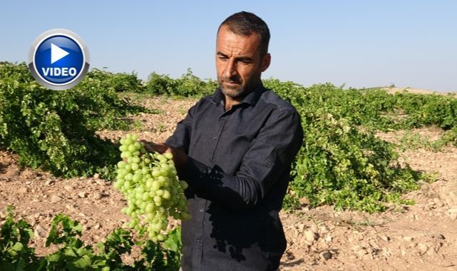 Anadolu'nun unutulan lezzeti yeniden ekonomiye kazandırılıyor 