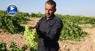 Anadolu'nun unutulan lezzeti yeniden ekonomiye kazandırılıyor 
