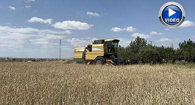 Arpa ve yulaf hasadı hızlandı