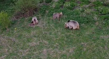 Ayı ailesinin doğadaki keyfi kamerada