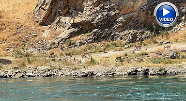 Dağ keçileri sürü halinde görüntülendi