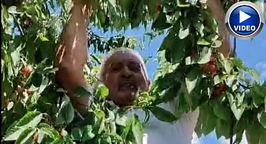Dalda kalan kirazlar kargaların oldu!