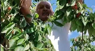 Dalda kalan kirazlar kargaların oldu!