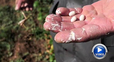Dünyaca ünlü ispir fasulyesinde hasat hazırlığı