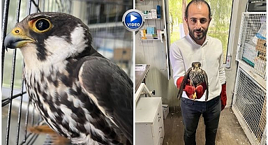Erzurum’da kanatlı misafir için seferber oldular
