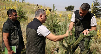 Erzurum'da orman çalışmaları mercek altında