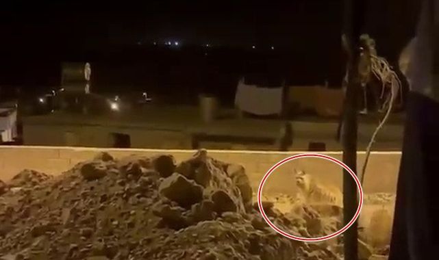 Evlerin bahçelerine kadar indiler!