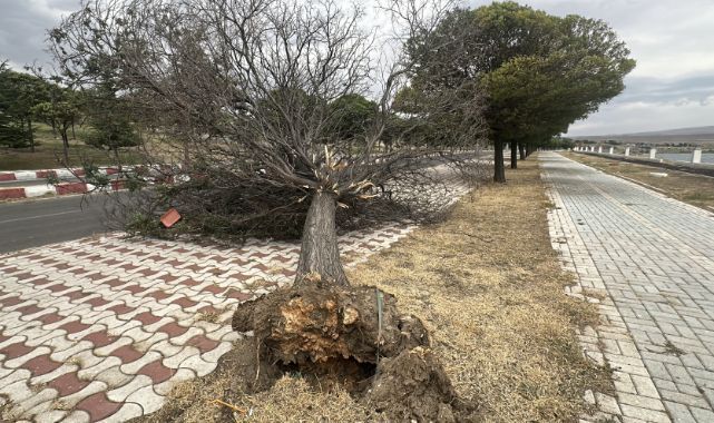 Fırtına hayatı olumsuz etkiledi! Ağaçlar yola devrildi