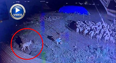 Gece yarısı korku dolu anlar! Böyle görüntülendi