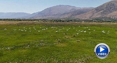 Göç yolundaki leyleklerin molası görüntülendi