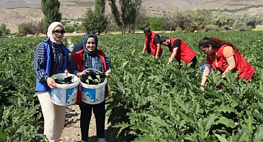 Gönüllü gençler patlıcan hasadına katıldı