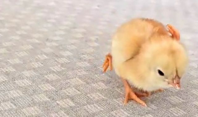 Görenleri hayrete düşürdü!