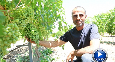 Gurbetten bağlara uzanan 300 dönümlük hikaye