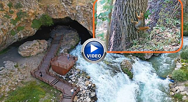 Gürül gürül akan sular yaban hayatına can veriyor