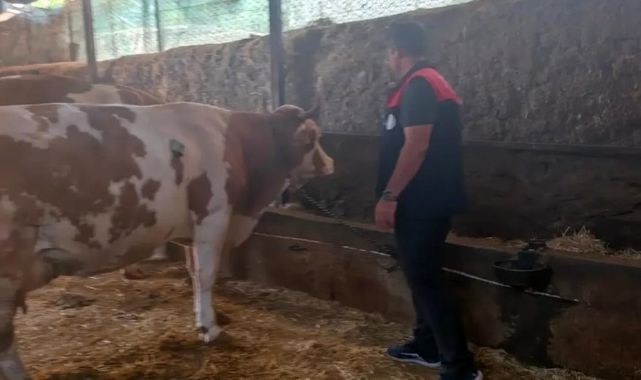 Büyükbaş hayvancılıkta sıkı denetim