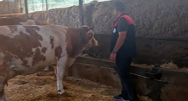 Hayvancılıkta sıkı denetim