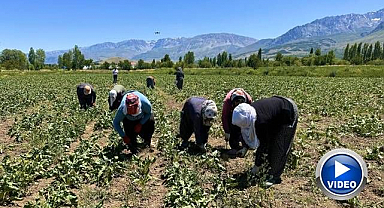 Kadın işçilerin zorlu pancar mesaisi