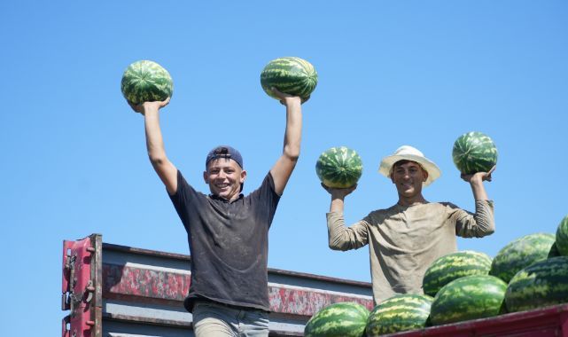 Karpuzda bereket sezonu başladı!