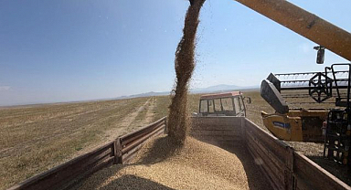 Kavılca buğdayında hasat mesaisi başladı