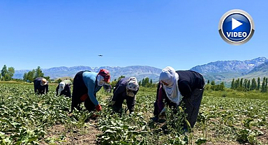 Kavurucu sıcakta pancar mesaisi