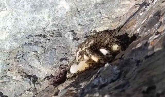 Kayalıkların arasında doğal balı buldu