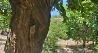 Kayısı ağacındaki sürpriz yuva!