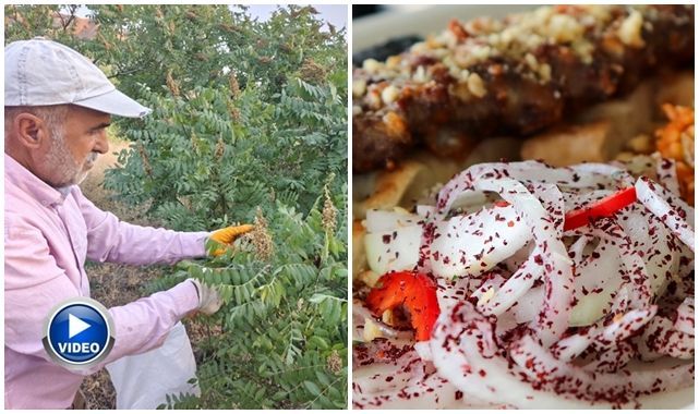 Kebapçıların gözdesi sumağın hasadı başladı 