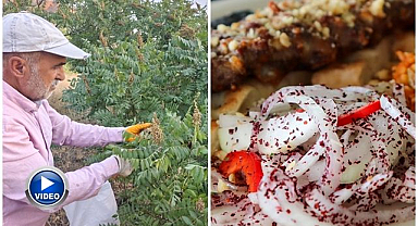 Kebapçıların gözdesi sumağın hasadı başladı 