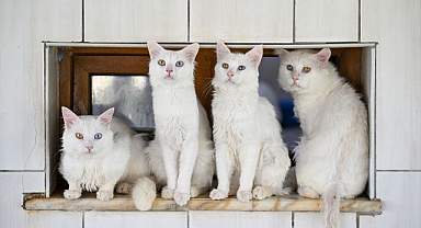 Kedi Villası'na 8 ayda 80 bin ziyaretçi