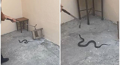 Korkutan yılan operasyonla yakalandı