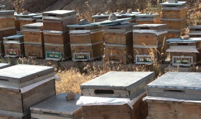 Kovanlarda tatlı telaş başladı!
