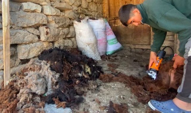 Koyunlarda yaz mesaisi: Kırkım başladı