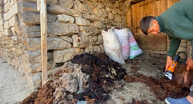 Koyunlarda yaz mesaisi: Kırkım başladı