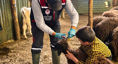 Küçükbaş hayvanların takibi için çalışmalar sürüyor