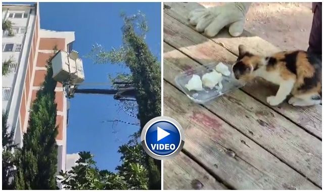 Mahsur kalan kedi için seferber oldular