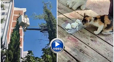 Mahsur kalan kedi için seferber oldular