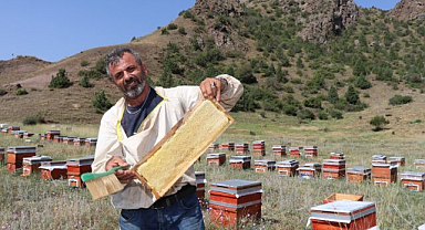 Oltu'da bal hasadı başladı