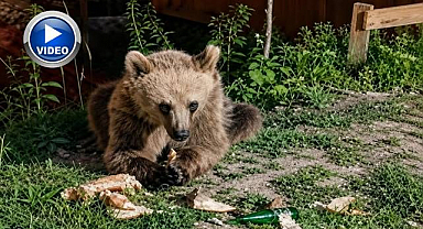 Piknikçilerin beslediği bozayı ilgi odağı oldu