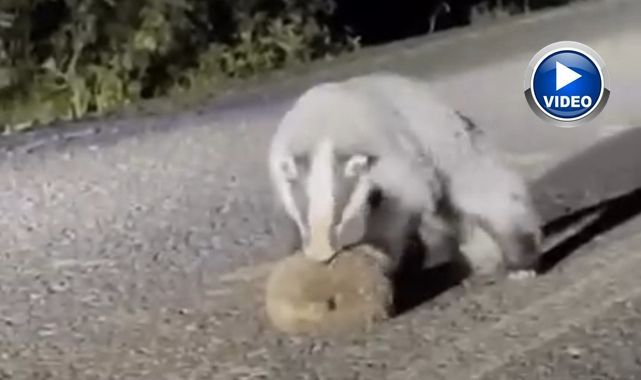 Porsuğun kirpi avı kamerada   