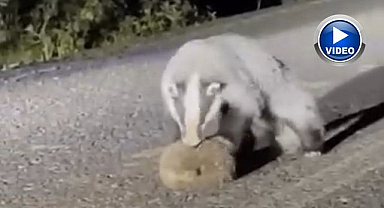 Porsuğun kirpi avı kamerada   
