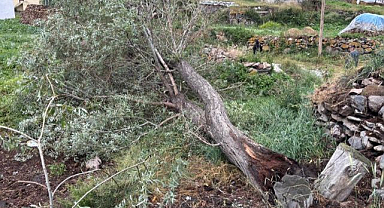 Şiddetli fırtına ağaçları kökünden söktü