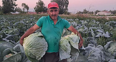 Söğütlü lahanasında hasat başladı