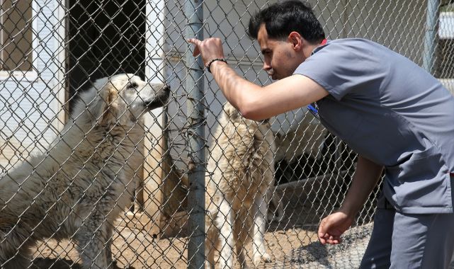 Sokak köpekleri için seferberlik! Kısırlaştırılıp çiplenerek kayıt altına alınıyorlar